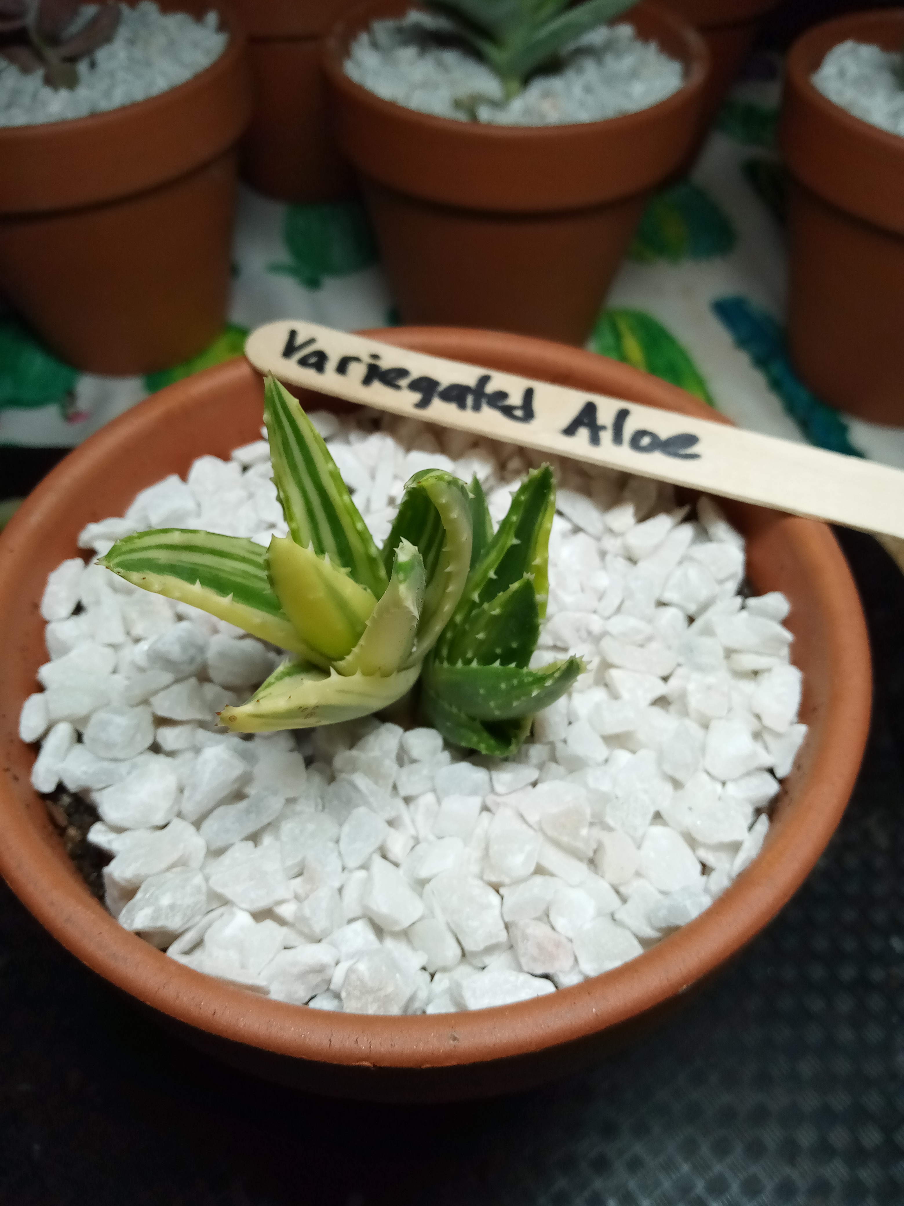 Aloe, Variegated .jpg